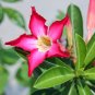Antirrhinum Snapdragon Bonsai Jardin Fragrant Dwarf Potted Flower 200 PCS Seeds