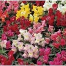 Antirrhinum 'Trailing Mix' Annual Bedding Plant 100 PCS Seeds