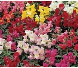 Antirrhinum 'Trailing Mix' Annual Bedding Plant 100 PCS Seeds