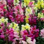 Antirrhinum 'Trailing Mix' Annual Bedding Plant 100 PCS Seeds