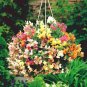Antirrhinum 'Trailing Mix' Annual Bedding Plant 100 PCS Seeds