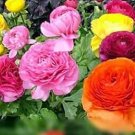 Anunculus asiaticus Flower 100 PCS Seeds