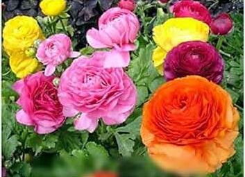 Anunculus asiaticus Flower 100 PCS Seeds