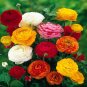 Anunculus asiaticus Flower 100 PCS Seeds