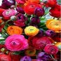 Anunculus asiaticus Flower 100 PCS Seeds