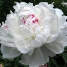 ao Huang' Peony 5 PCS Seeds
