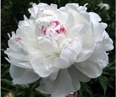 ao Huang' Peony 5 PCS Seeds