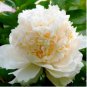 ao Huang' Peony 5 PCS Seeds