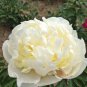 ao Huang' Peony 5 PCS Seeds