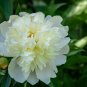 ao Huang' Peony 5 PCS Seeds
