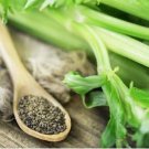Apium Graveolens Red Stem Celery Vegetable Hybrid 30 PCS Seeds