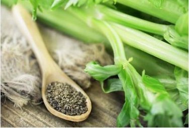 Apium Graveolens Red Stem Celery Vegetable Hybrid 30 PCS Seeds