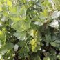 Apium Graveolens Red Stem Celery Vegetable Hybrid 30 PCS Seeds