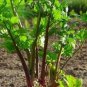 Apium Graveolens Red Stem Celery Vegetable Hybrid 30 PCS Seeds
