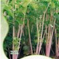 Apium Graveolens Red Stem Celery Vegetable Hybrid 30 PCS Seeds
