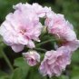 apple bloom rosebud Pink Color big blooms 10 PCS Seeds