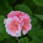 apple bloom rosebud Pink Color big blooms 10 PCS Seeds