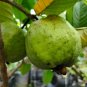 Apple Guava (Psidium Guajava) 20 PCS Seeds