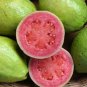 Apple Guava (Psidium Guajava) 20 PCS Seeds