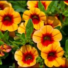 Apricot Punch Calibrachoa Organic Petunia 200 PCS Seeds