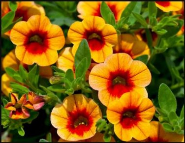 Apricot Punch Calibrachoa Organic Petunia 200 PCS Seeds
