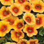 Apricot Punch Calibrachoa Organic Petunia 200 PCS Seeds