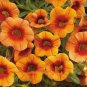 Apricot Punch Calibrachoa Organic Petunia 200 PCS Seeds