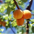 Apricot Self-fertile Sweet Tasty Orange Fruit 20 PCS Seeds Apricot Self-fertile Sweet Tasty Orange Fruit 20 PCS Seeds