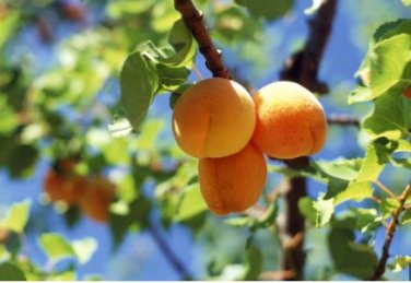 Apricot Self-fertile Sweet Tasty Orange Fruit 20 PCS Seeds