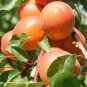 Apricot Self-fertile Sweet Tasty Orange Fruit 20 PCS Seeds