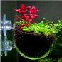 Aquarium Glossostigma Hemianthus Callitrichoides Bonsai Water Grass Mini 500 PCS Seeds