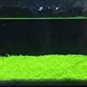 Aquarium Glossostigma Hemianthus Callitrichoides Bonsai Water Grass Mini 500 PCS Seeds
