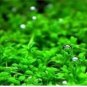 Aquarium Grass Seeds Aquatic Fish Tank Decor Water Plants 1000 PCS Seeds