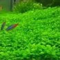 Aquarium Grass Seeds Aquatic Fish Tank Decor Water Plants 1000 PCS Seeds