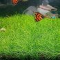 Aquarium Grass Seeds Water Aquatic Plant 1000 PCS Seeds