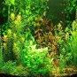 Aquarium Grass Seeds Water Aquatic Plant 1000 PCS Seeds