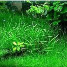 Aquarium Plant Aquarium Water 100 PCS Seeds Aquarium Plant Aquarium Water 100 PCS Seeds