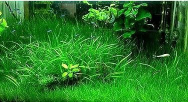 Aquarium Plant Aquarium Water 100 PCS Seeds