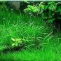 Aquarium Plant Aquarium Water 100 PCS Seeds