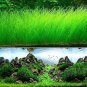 Aquarium Plant Aquarium Water 100 PCS Seeds