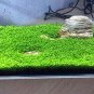 Aquarium Plant Aquarium Water 100 PCS Seeds