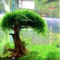 Aquarium Plant Seeds Fish Tank Moss Fern Aquatic 1000 PCS Seeds