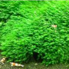 Aquatic Grass Bonsais Colorful Underwater Moss Aquarium Pot Plant Indoor 500 PCS Seeds Aquatic Grass Bonsais Colorful Underwater Moss Aquarium Pot Plant Indoor 500 PCS Seeds