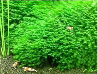 Aquatic Grass Bonsais Colorful Underwater Moss Aquarium Pot Plant Indoor 500 PCS Seeds