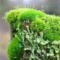 Aquatic Grass Bonsais Colorful Underwater Moss Aquarium Pot Plant Indoor 500 PCS Seeds