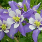 Aquilegia Amethyst. Light Purple Garden Columbine 50 PCS Seeds