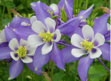 Aquilegia Amethyst. Light Purple Garden Columbine 50 PCS Seeds