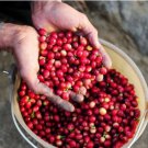 ARABICA COFFEE Plant (Coffea Catura Arabica) 10 PCS Seeds ARABICA COFFEE Plant (Coffea Catura Arabica) 10 PCS Seeds