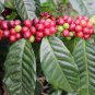 ARABICA COFFEE Plant (Coffea Catura Arabica) 10 PCS Seeds