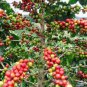 ARABICA COFFEE Plant (Coffea Catura Arabica) 10 PCS Seeds